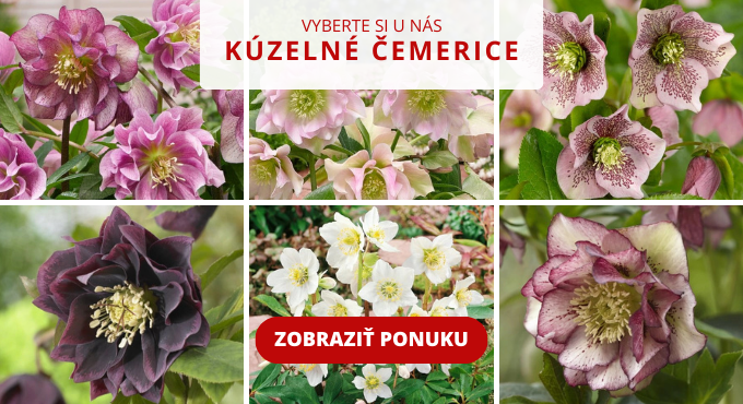 cemerice SK